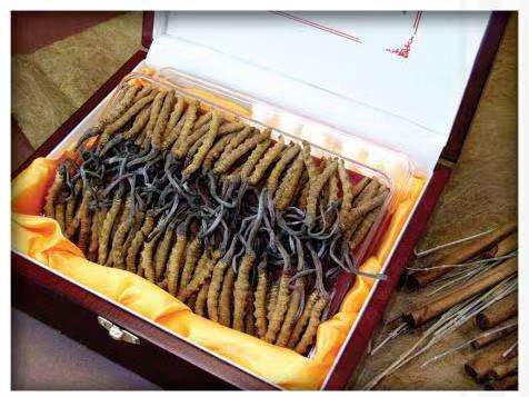 赵西垸林场冬虫夏草回收